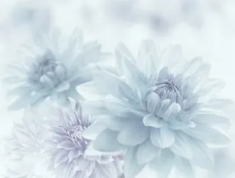 FLOWER - DAHLIA NG | Carta da parati grandi fiori - Colore 2